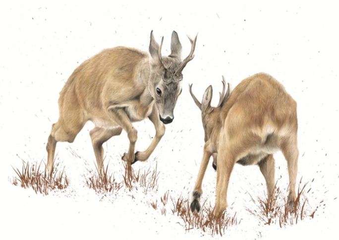 Bucks Postcard - Kimberley Dewhurst